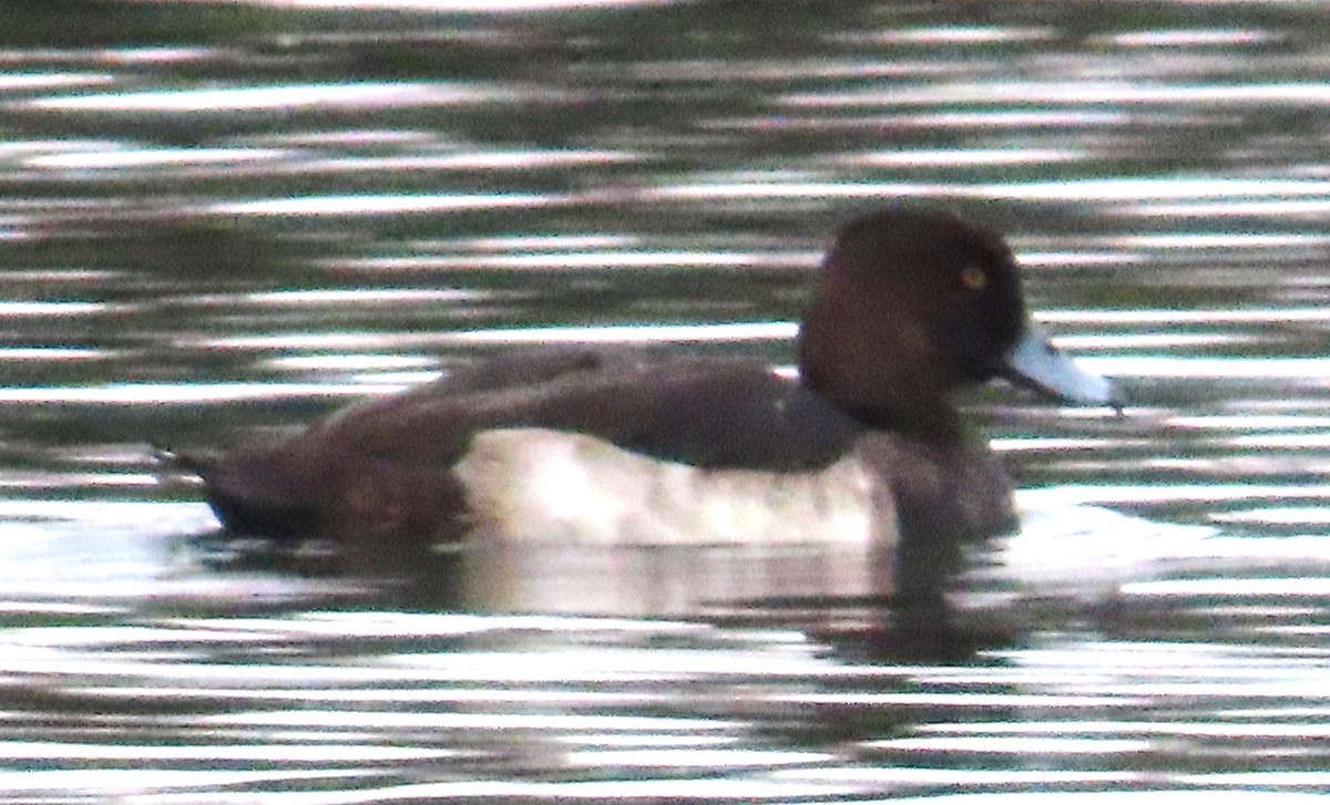 Tufted Duck - ML645660372