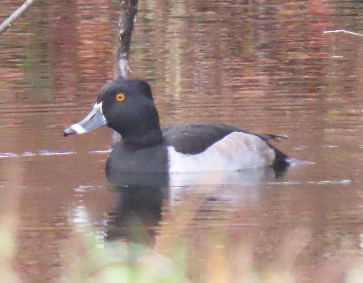 Ring-necked Duck - ML645660373