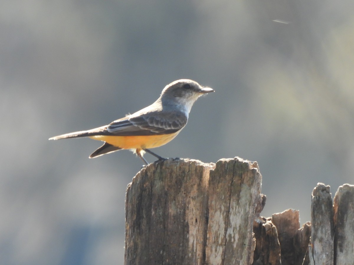 Vermilion Flycatcher - ML645660376