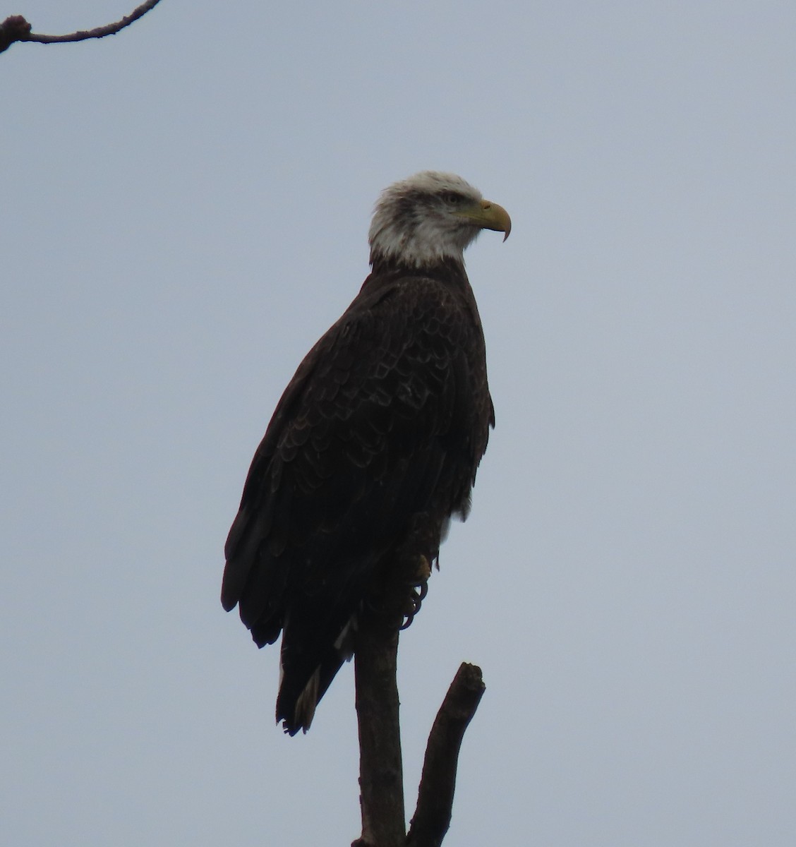 Bald Eagle - ML645660383