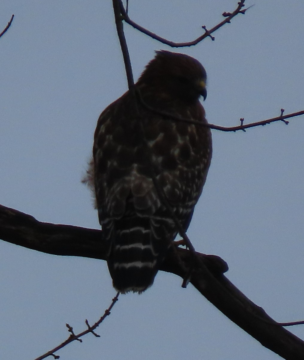 Red-shouldered Hawk - ML645660386