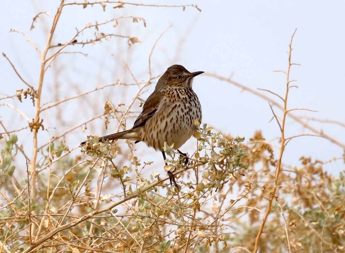 Sage Thrasher - ML645660388