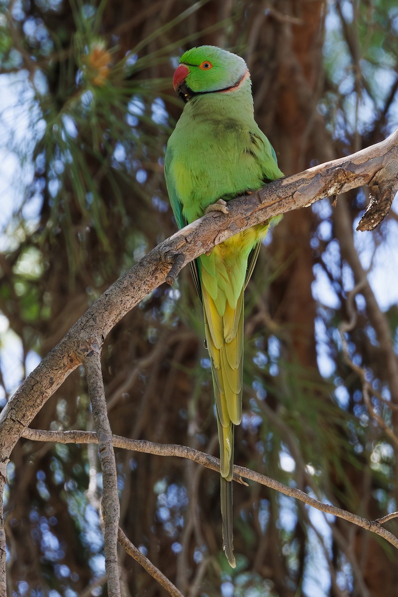 alexandr malý - ML645660395