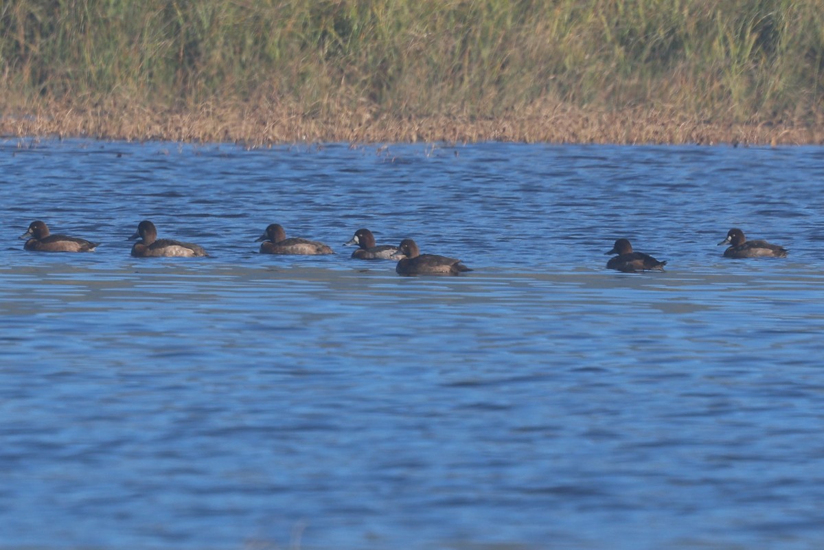 Kanadabergente - ML645660396