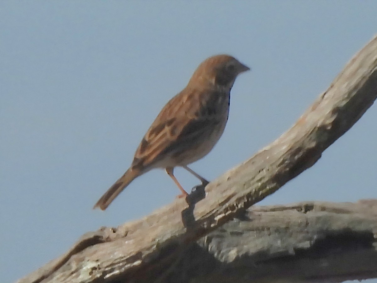 Vesper Sparrow - ML645660398