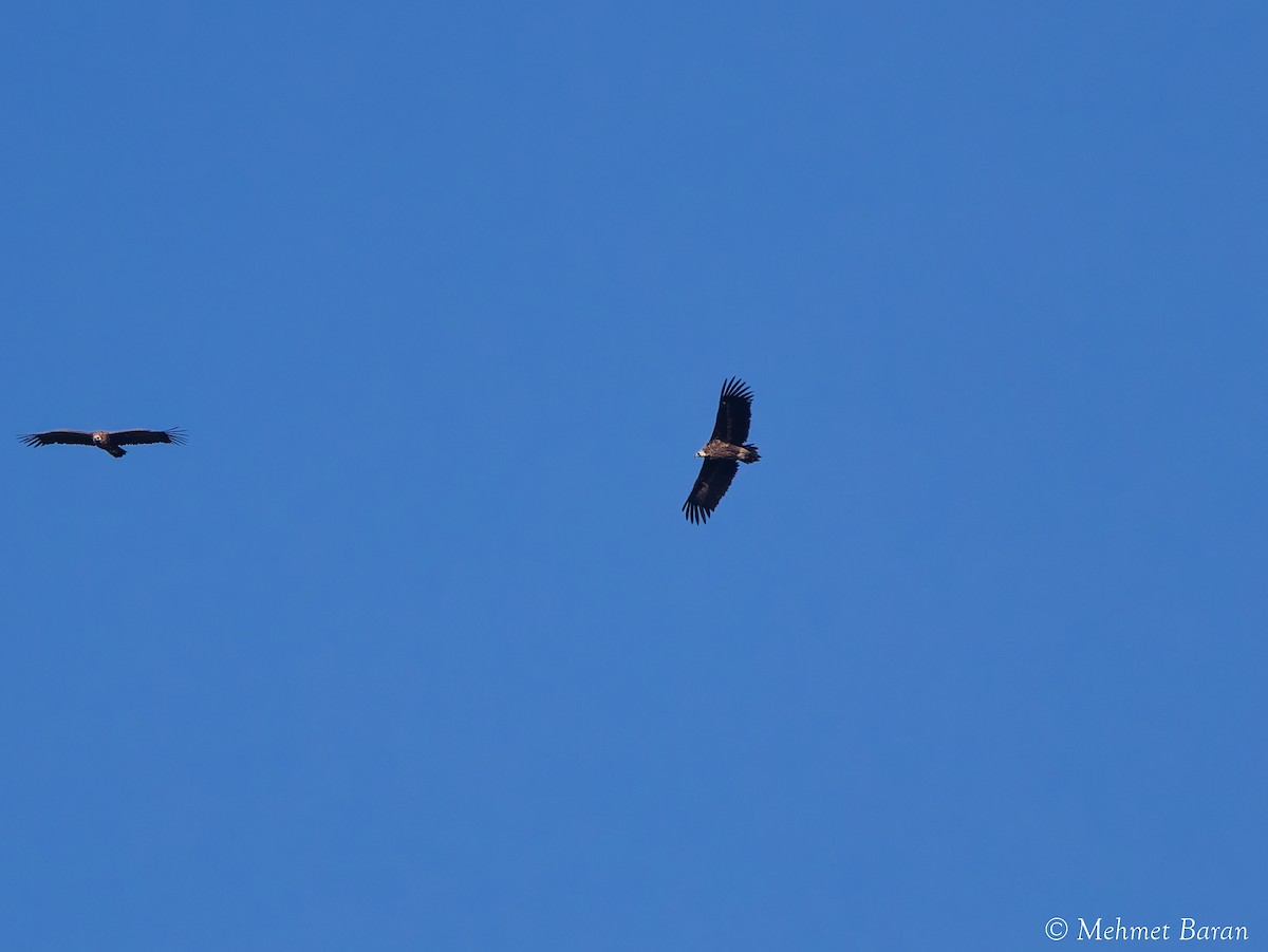 Sai beltza - ML645660418