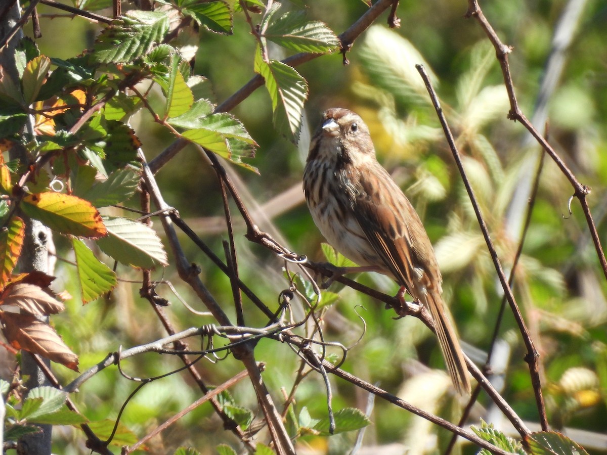 strnadec zpěvný - ML645660421