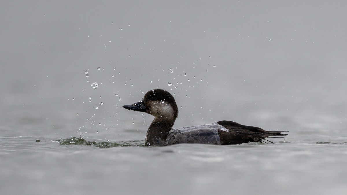 Pazifiktrauerente - ML645660430