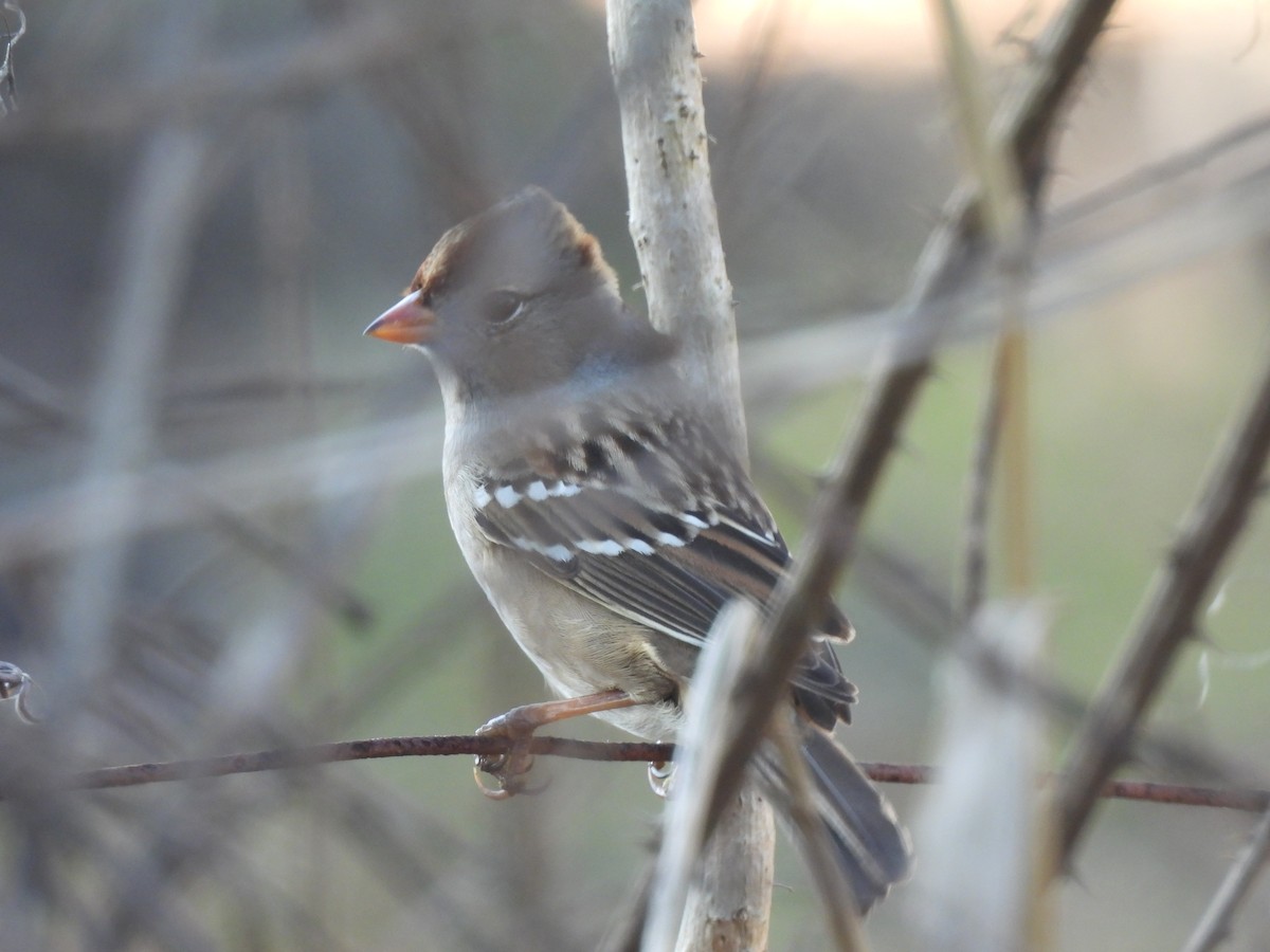 White-crowned Sparrow - ML645660431