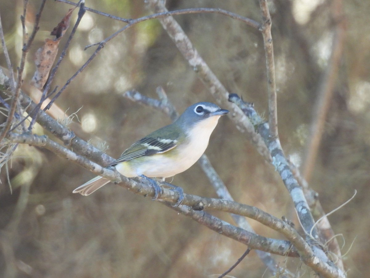 Blue-headed Vireo - ML645660435
