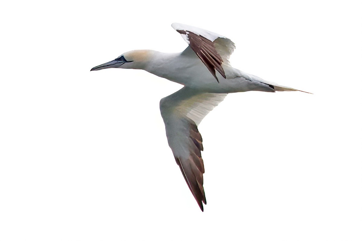 סולה מצויה - ML645660439