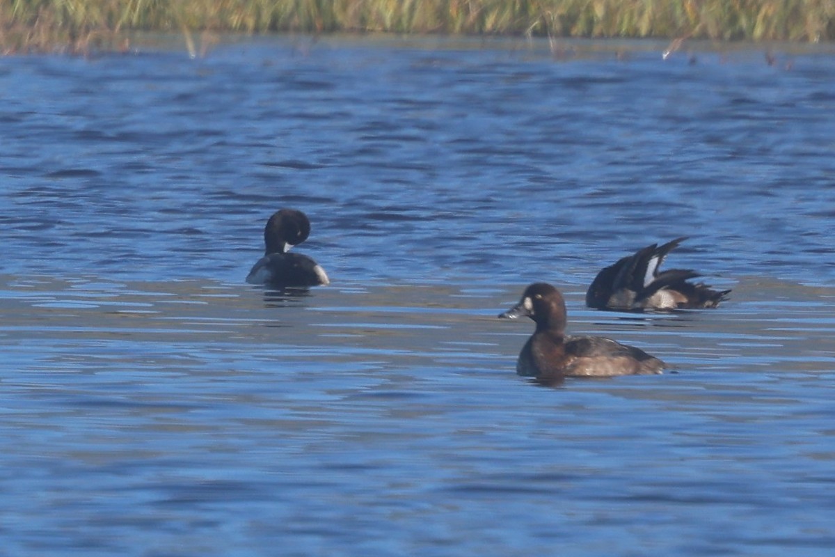 Bergente - ML645660446