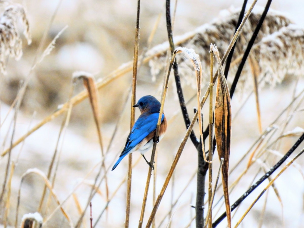 ルリツグミ - ML645660447