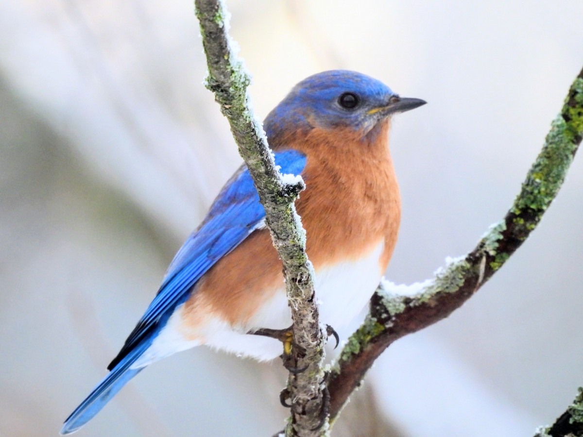 ルリツグミ - ML645660451