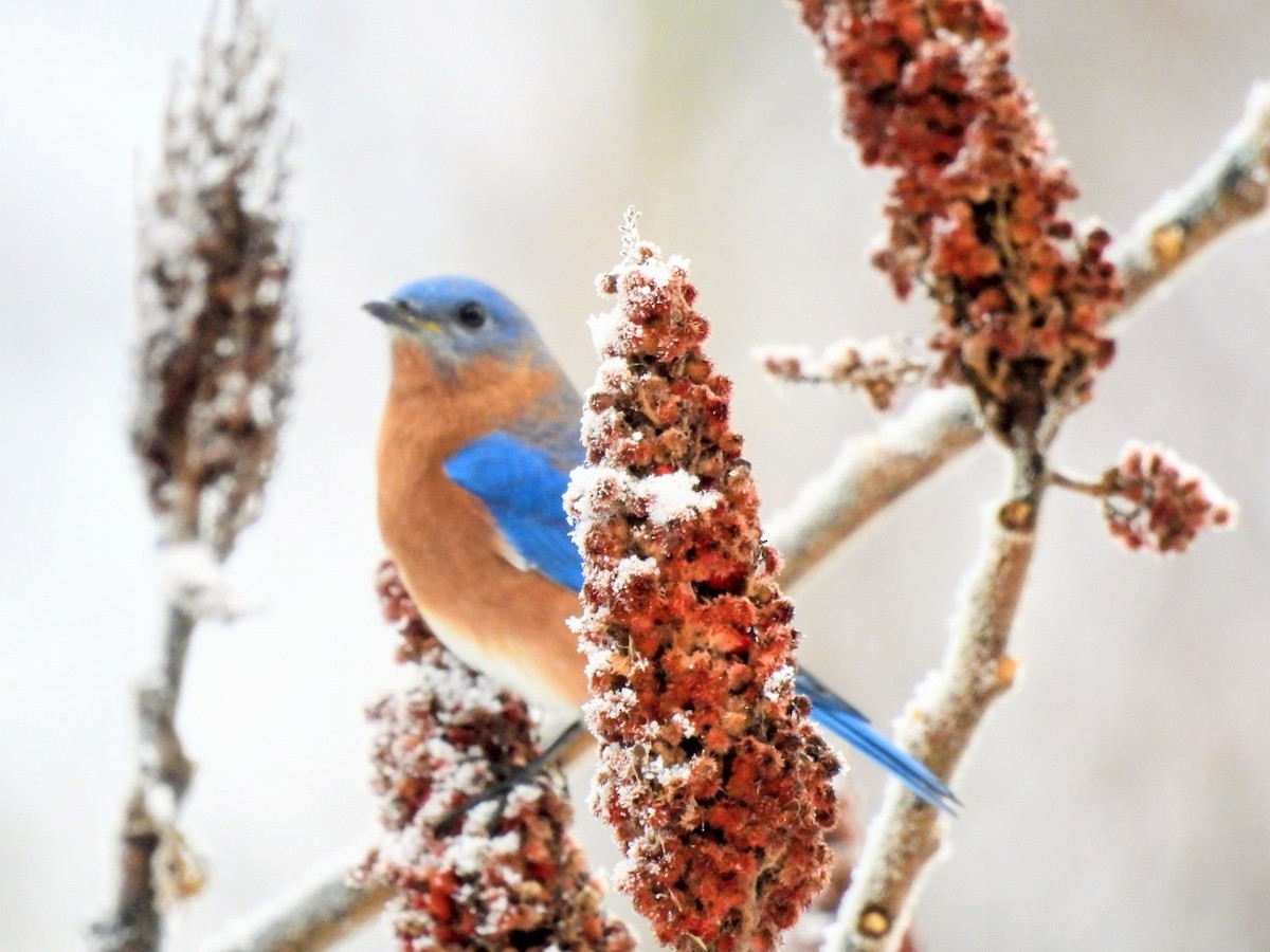 ルリツグミ - ML645660462