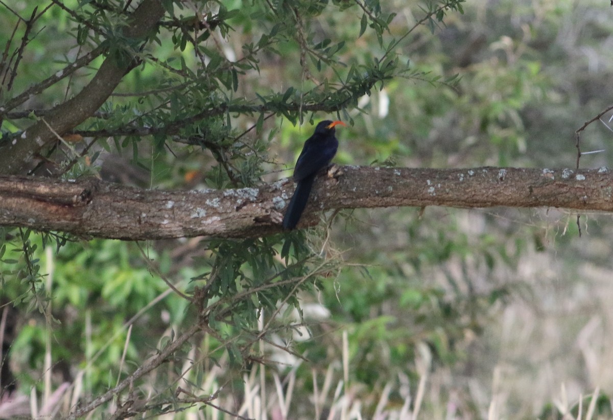 Abyssinian Scimitarbill - ML645660471