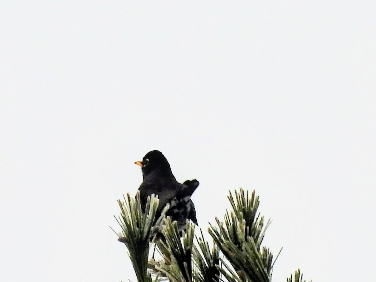 コマツグミ - ML645660490