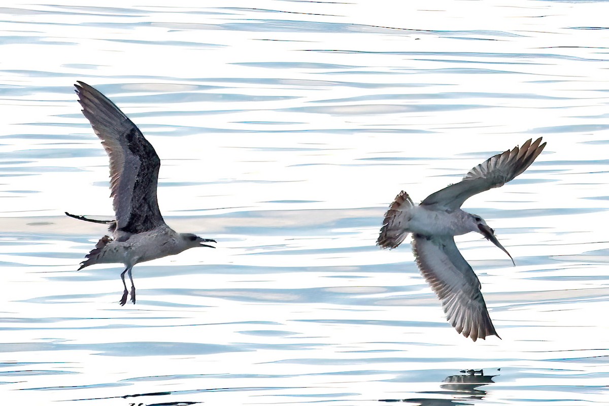 gull sp. - ML645660496