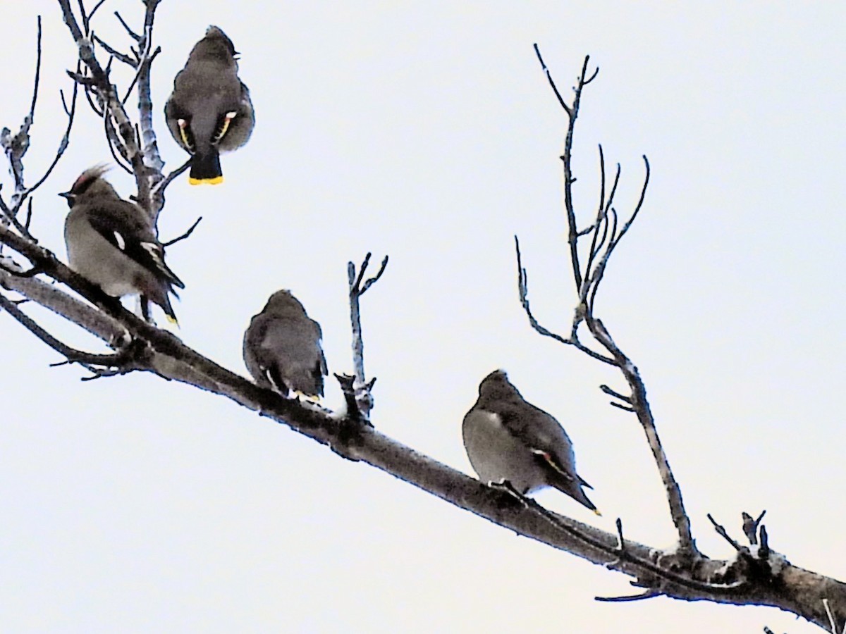 Buztanori boreala - ML645660497