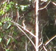 Hermit Thrush - ML645660498