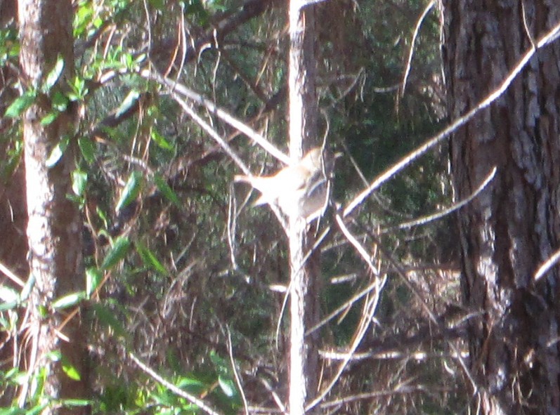 Hermit Thrush - ML645660499