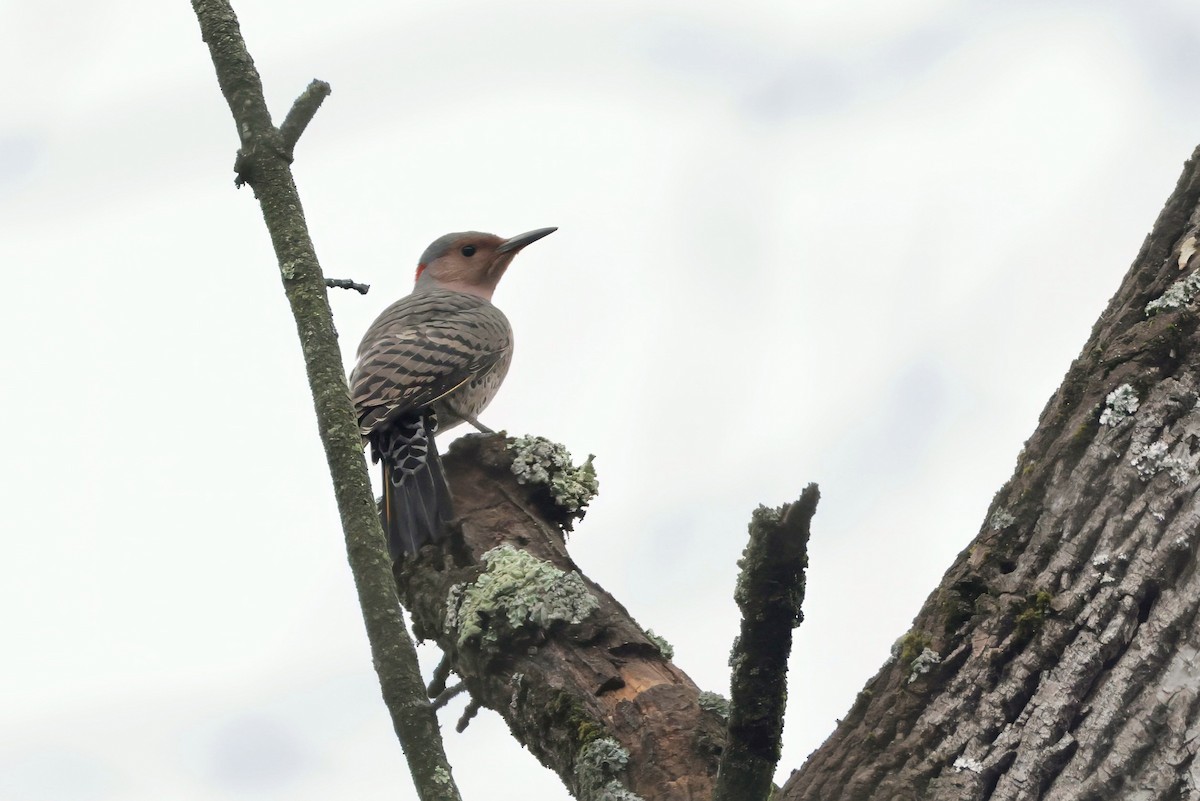 Northern Flicker - ML645660500