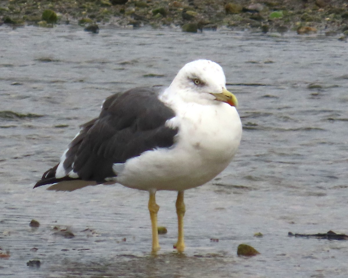 Zafferano - ML645660502