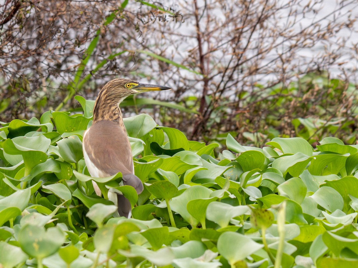 Indian Pond-Heron - ML645660503