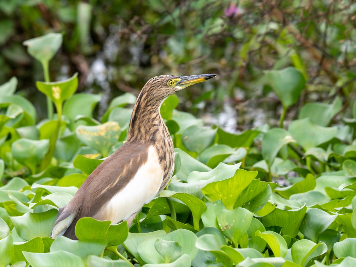 Indian Pond-Heron - ML645660504