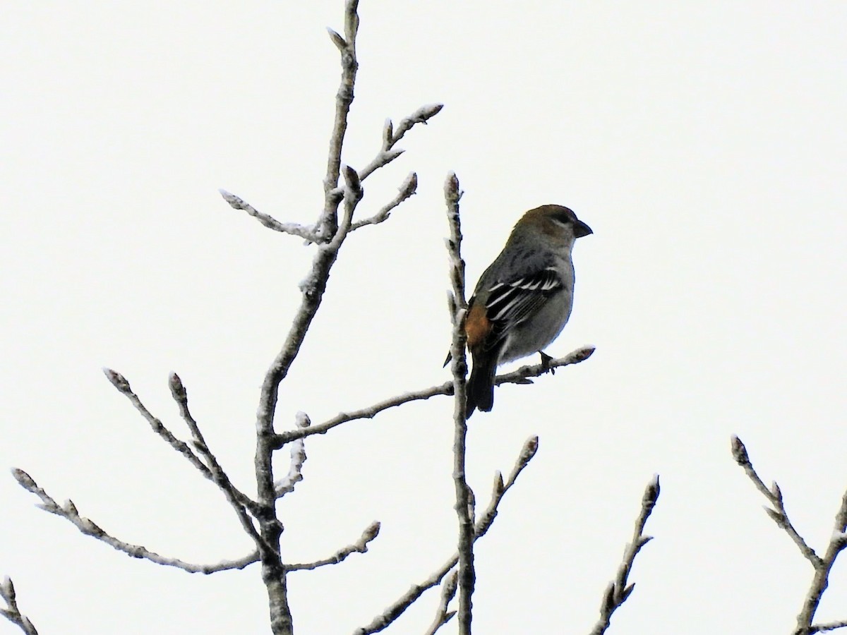 Pine Grosbeak - ML645660505
