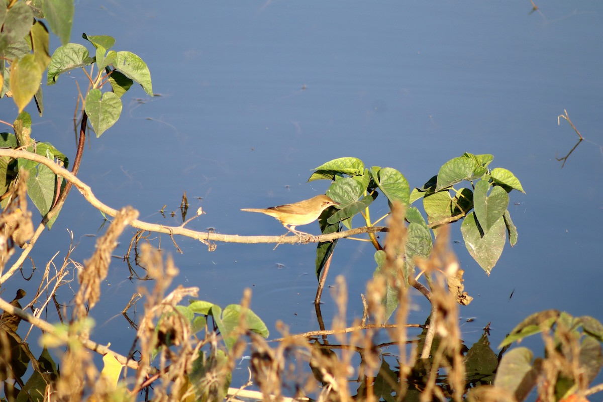 Blyth's Reed Warbler - ML645660506