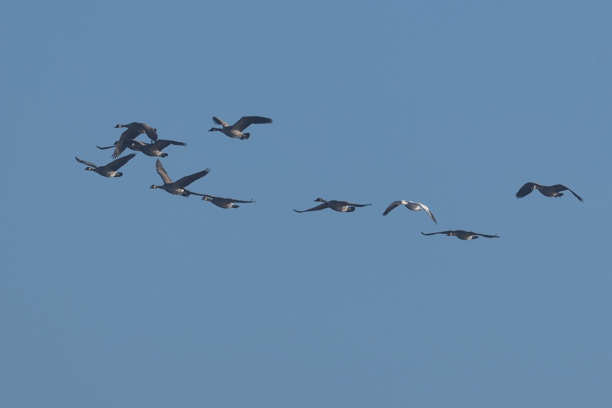 Schneegans - ML645660508