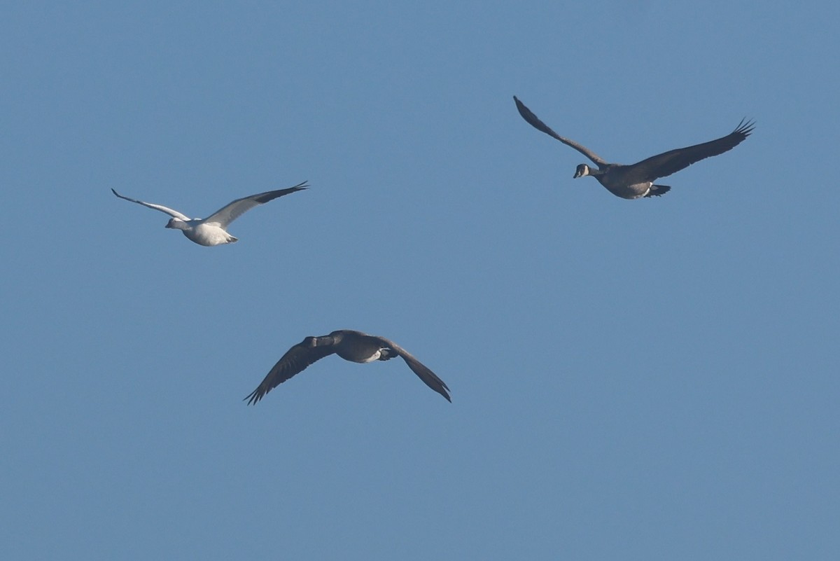 Schneegans - ML645660509