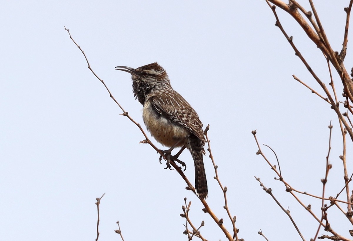 Cactus Wren - ML645660511