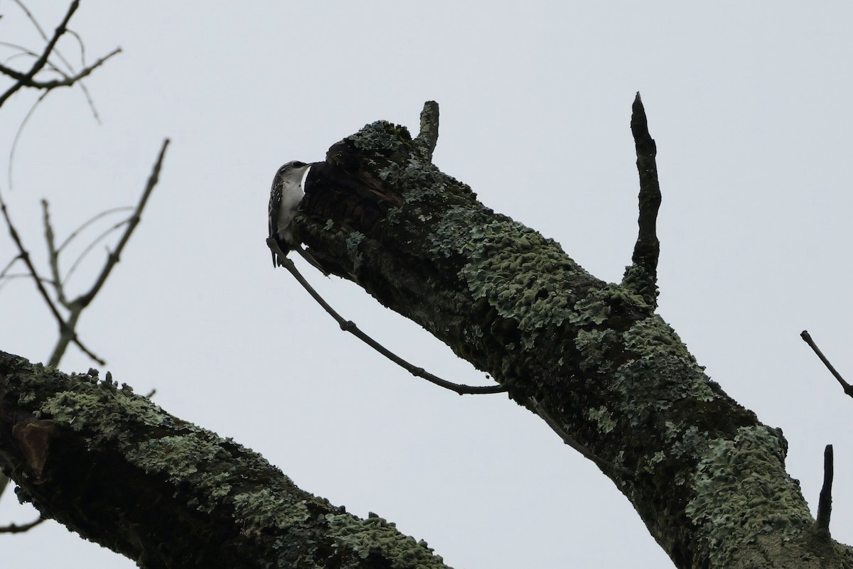 Brown Creeper - ML645660517