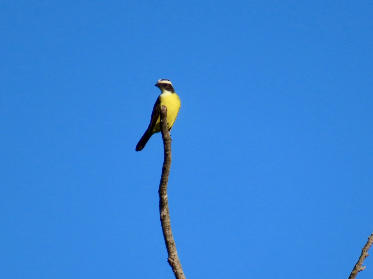 Sosyal Tiran - ML645660518