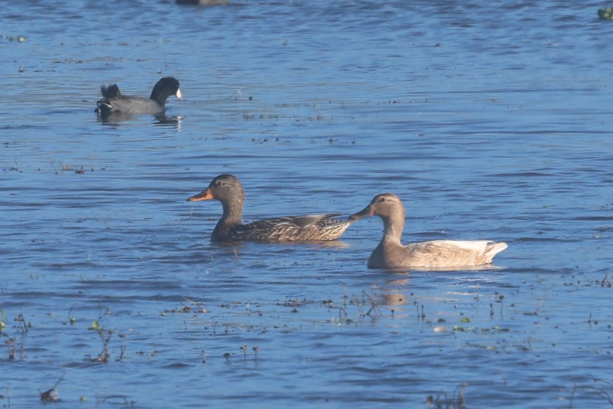 Stockente - ML645660521