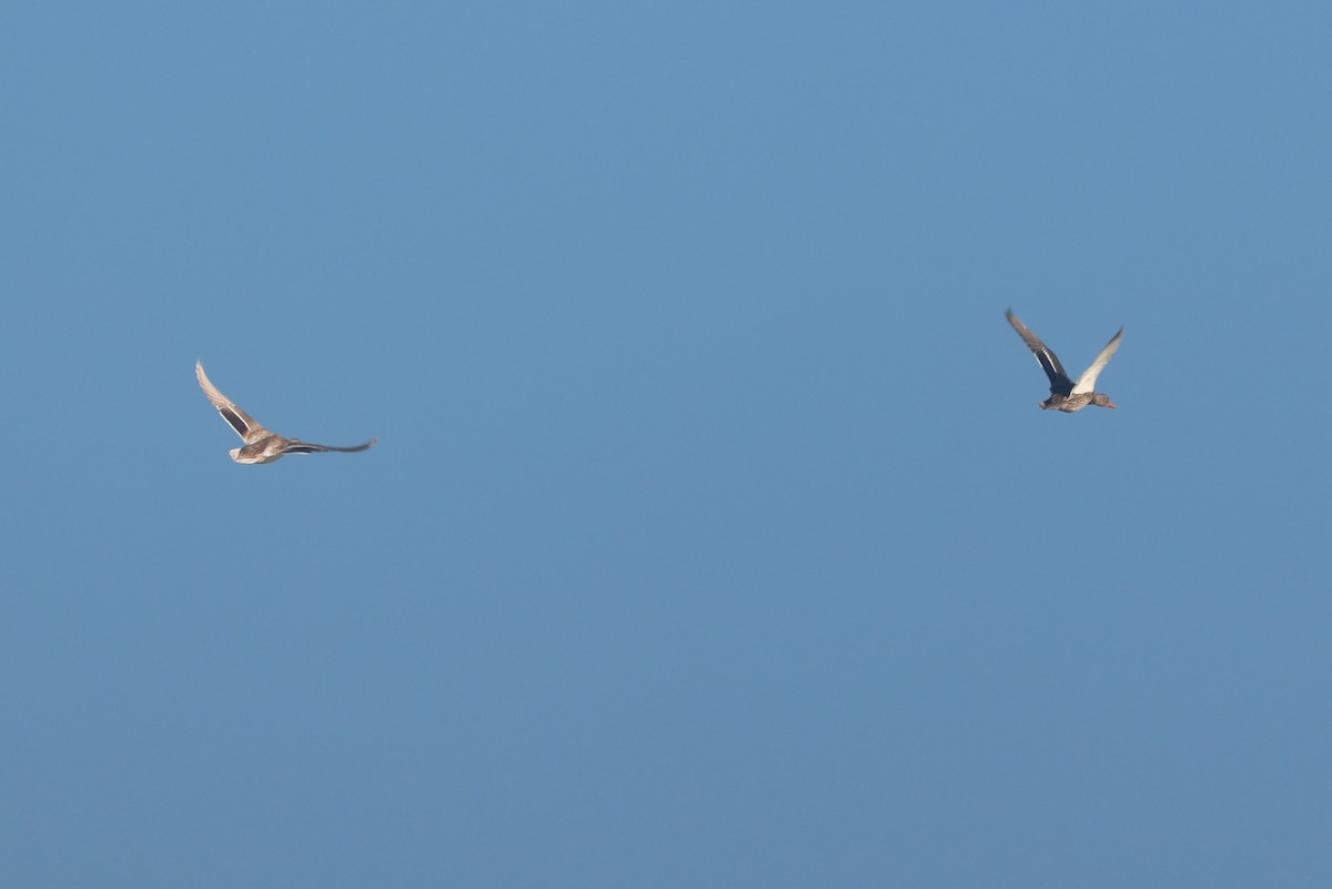 Stockente - ML645660523