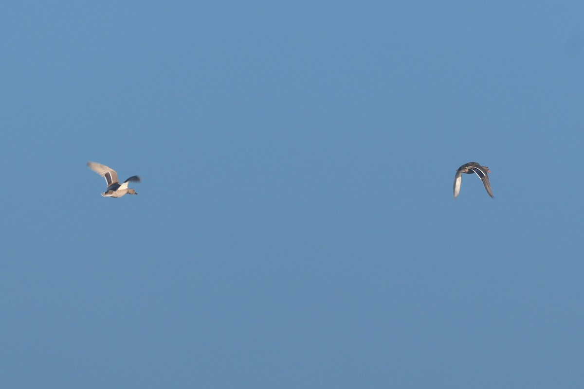 Stockente - ML645660524