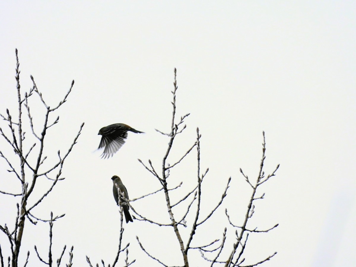 Pine Grosbeak - ML645660525