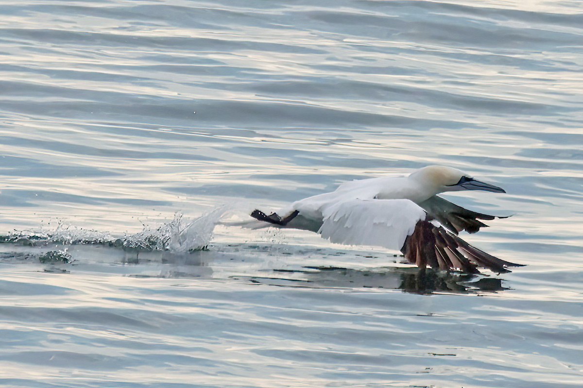 סולה מצויה - ML645660528
