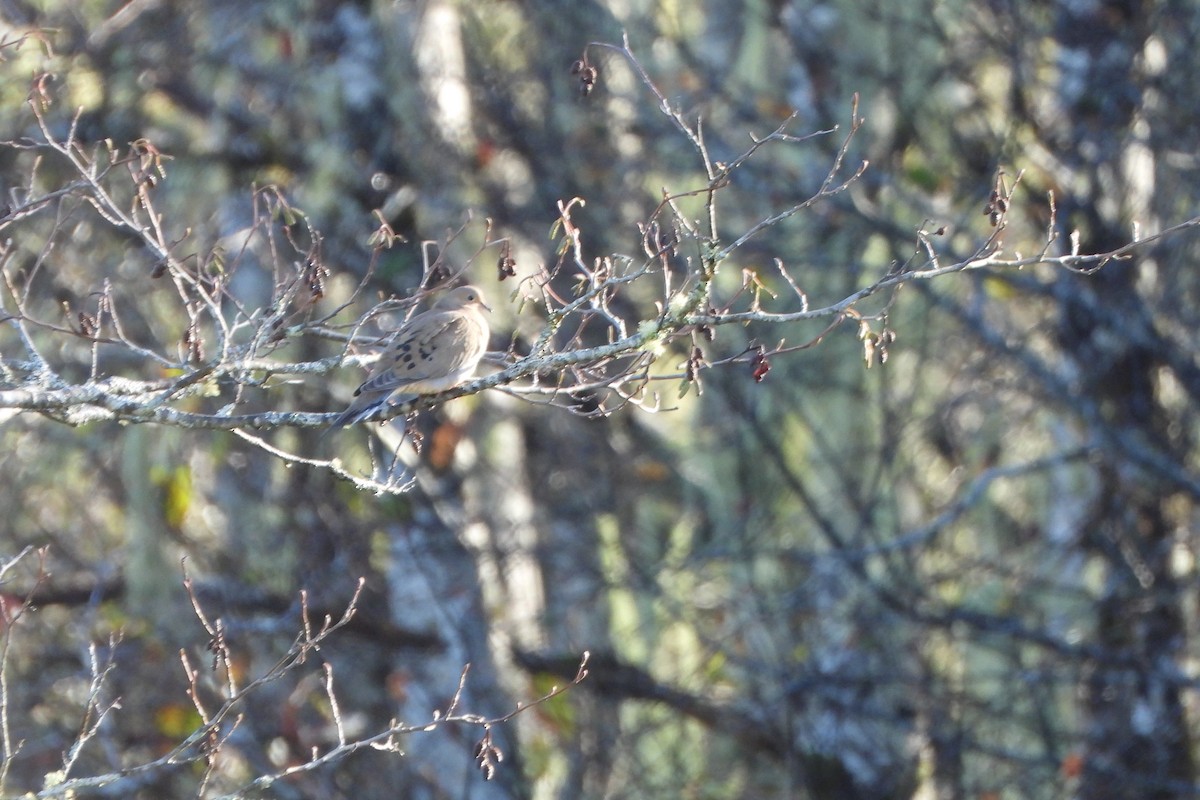 Mourning Dove - ML645660534