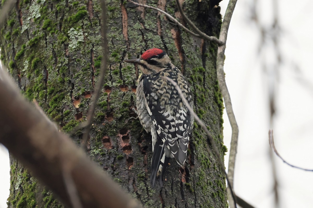 Yellow-bellied Sapsucker - ML645660536
