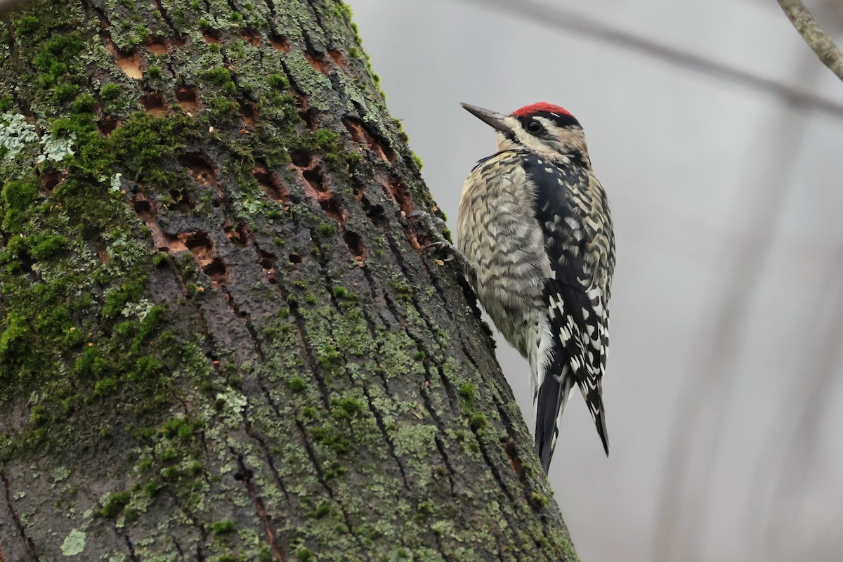 Yellow-bellied Sapsucker - ML645660538