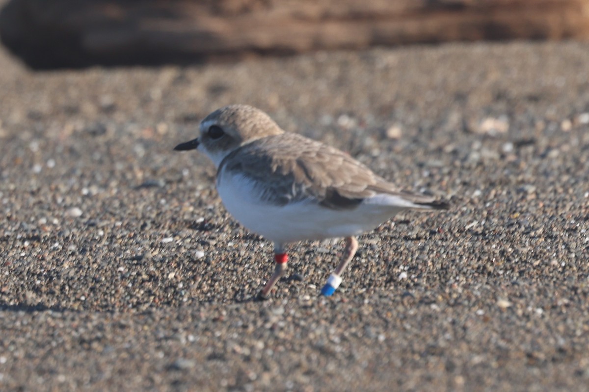 Schneeregenpfeifer - ML645660539