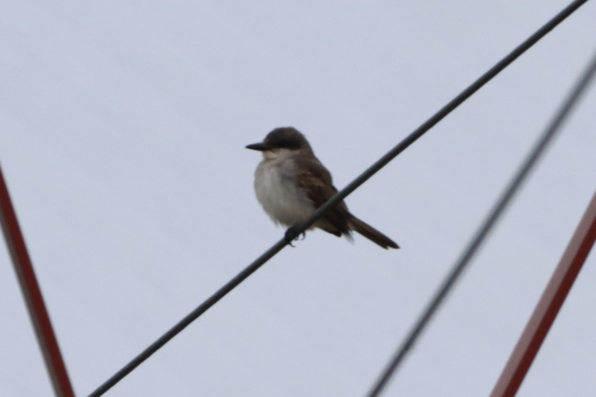 Gray Kingbird - ML645660542