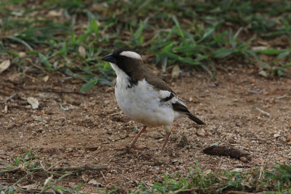 White-browed Sparrow-Weaver - ML645660545