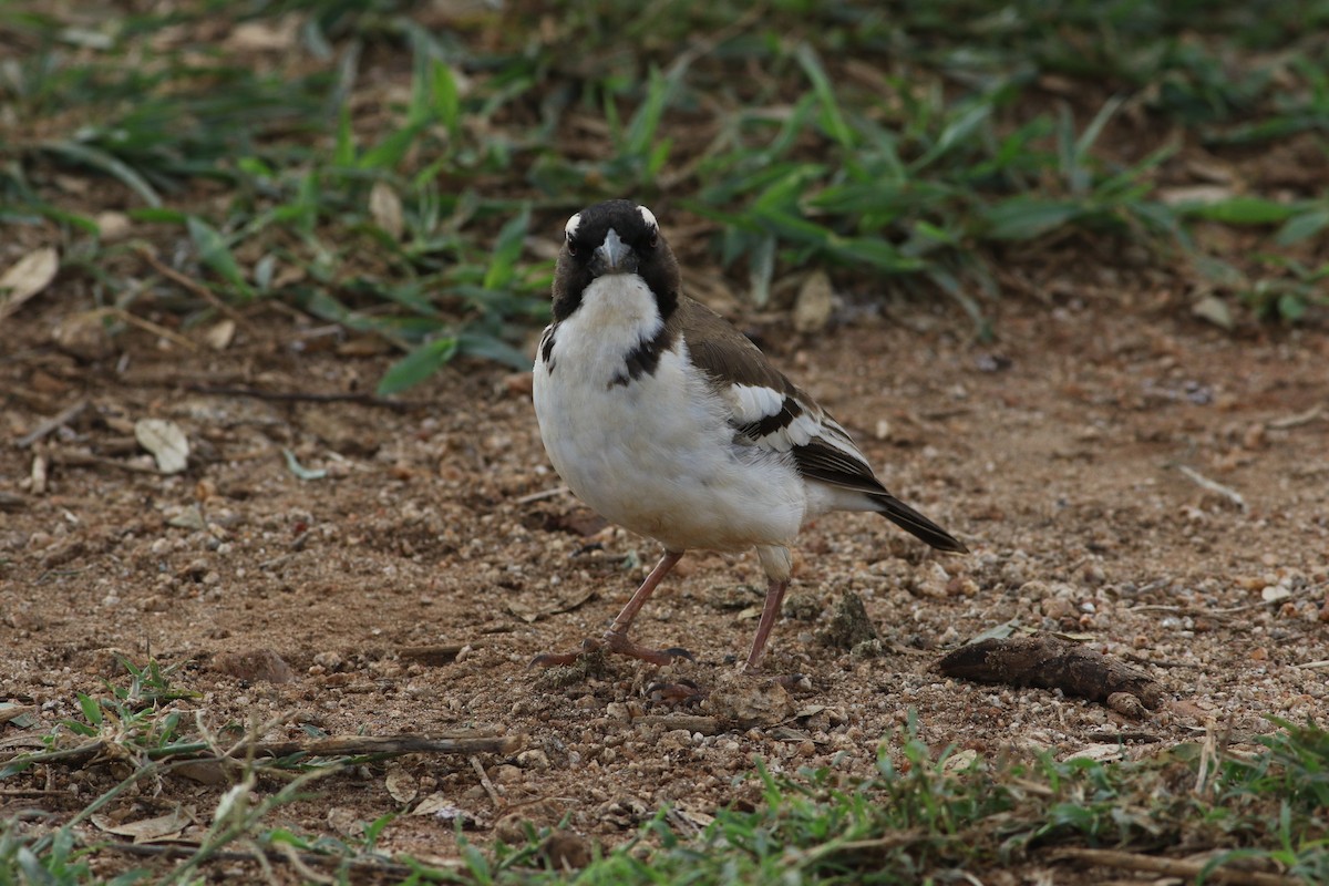 White-browed Sparrow-Weaver - ML645660546
