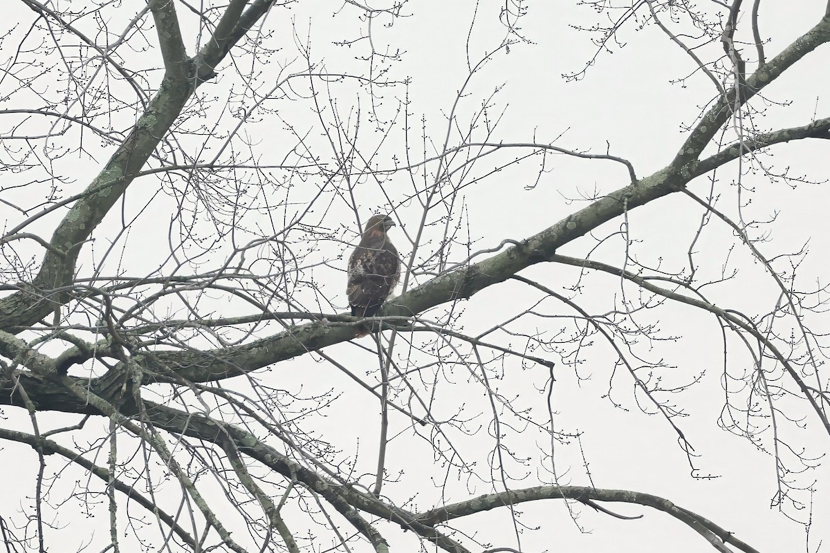 Red-tailed Hawk - ML645660552