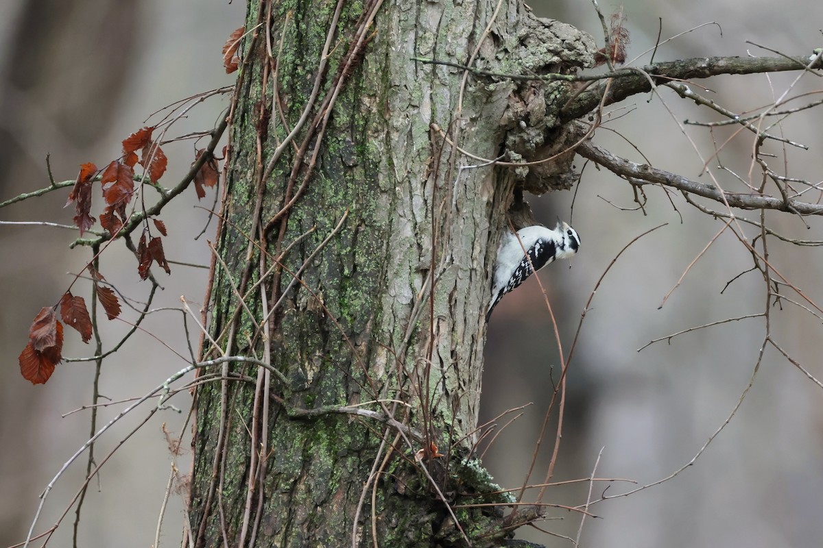 Downy Woodpecker - ML645660566